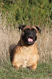 BULLMASTIFF 161